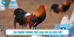 🐓 Đá Gà Online – Hướng Dẫn Từ A–Z Cho Người Mới Bắt Đầu 1 Gà chiến trong thể loại đá gà cựa sắt – loại hình phổ biến nhất trong cá cược đá gà online.